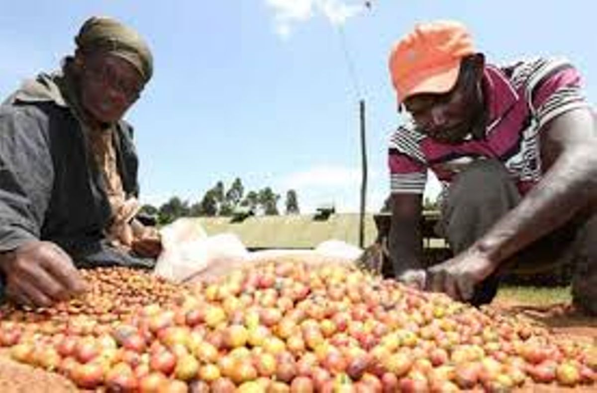 High grade coffee to trigger high prices at NSE